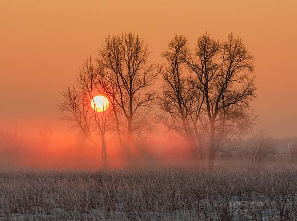Red fog in the rays of the setting sun. Winter field with trees and grass.