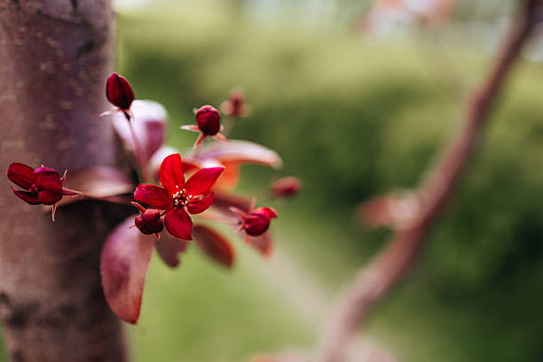 Colorful Pink Magenta Flowers Blooming on Tree - Scenic nature background image with selective focus on certain flowers.