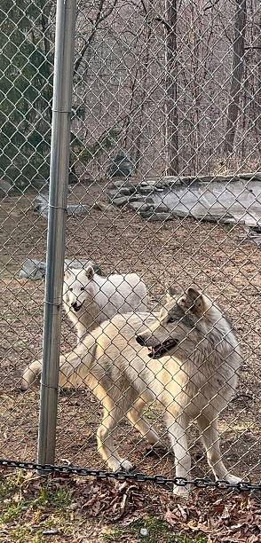 Arctic wolf checks on its mate.