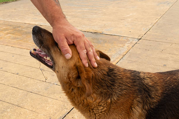 A man gently strokes a large dog on the head.