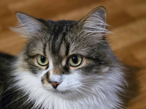 Portrait of a cat. Strict look look