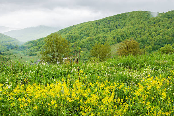 countryside mountain landscape in the rain. morning mist. field with wet yellow flowers green grass near forest on the hill. view in to rural valley under sky with heavy gray clouds in spring weather