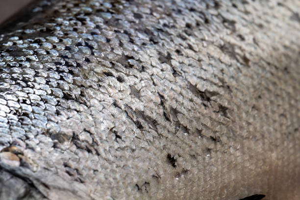 Extreme close-up of a salmon’s silver skin and scales, highlighting the natural texture and pattern. Great for background, design, and food-related projects.