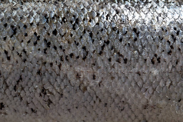 istock Raw salmon head close-up with detailed texture 2206535862