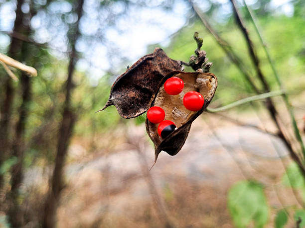 The Abrus precatorius Rosary pea