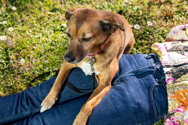 istock Owner and dog enjoying the sun 2206536326