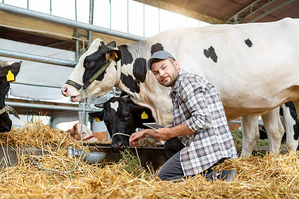 istock Smiling man livestock farmer with digital tablet inspecting cows in barn. 2206537121