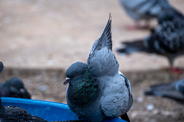 istock Pigeons bathing in the bird bath 2206539366