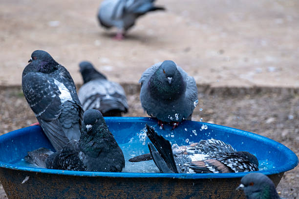 istock Pigeons bathing in the bird bath 2206539403