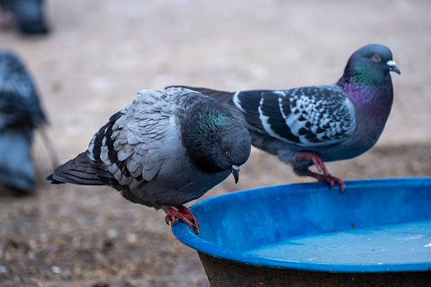 istock Pigeons bathing in the bird bath 2206539711