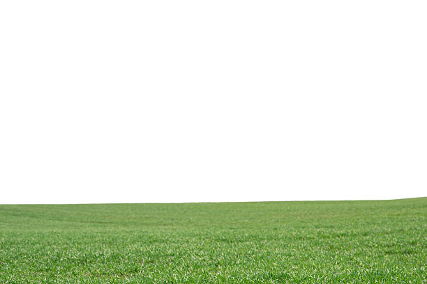 Blades of grass close up with a white background and copy space.
