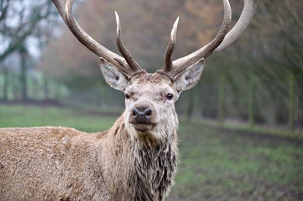 Red deer stag antlers looking towards the camera