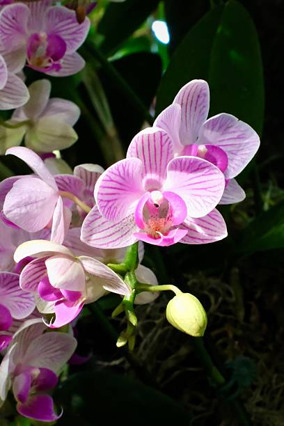 istock Striped Pink Orchid in Bloom (United States) 2206541104