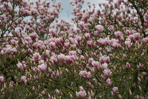 istock Beautiful magnolia flowers on a tree branch in spring time. 2206541601