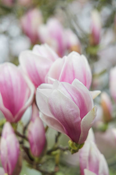 Beautiful magnolia flowers on a tree branch in spring time.