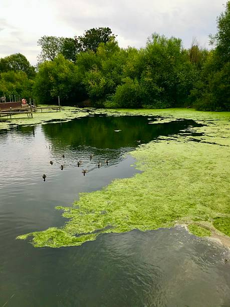Algae Buildup 760+ Green Algae On A Surface Of The Water Stock Photos, Pictures ...