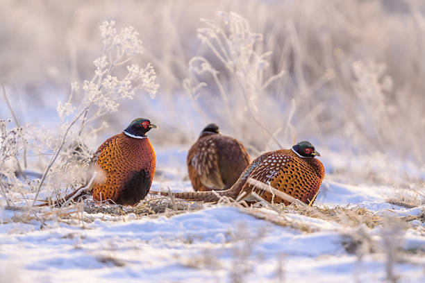Close-up view of Male Pheasant