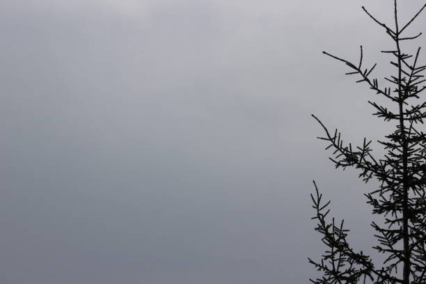 A peaceful scene of a pine tree branch framed by a soft, foggy sky The delicate contrast between the dark branch and the misty backdrop highlights the beauty of nature in uncertain weather Ideal for themes related to forests, nature’s calmness, and the ethereal quality of foggy landscapes