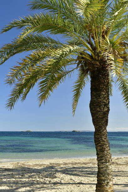 Coastal palms and beach at Figueres.