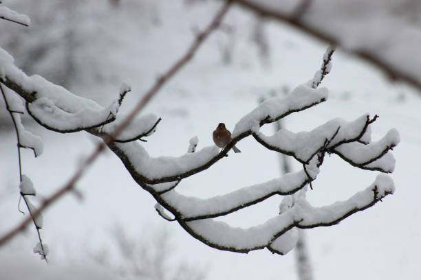 A tranquil winter scene showing a bird perched on a snow-covered tree branch, with snow gently accumulated on the branch The serene, white snowy background enhances the peacefulness of the moment, showcasing nature’s beauty in the cold months Ideal for themes related to winter wildlife, snowy landscapes, and the resilience of animals in cold climates