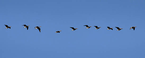 istock Flock of flying wild Greater white-fronted geese 2206549315
