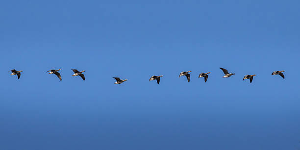 istock Flock of flying wild Greater white-fronted geese 2206549320