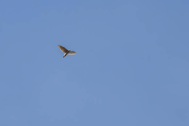 istock Northern goshawk accipiter gentilis flying in sky. 2206549462
