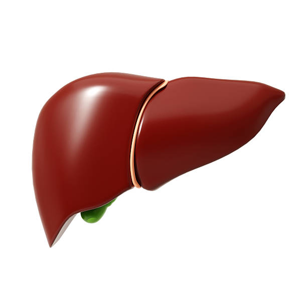 istock Healthy human liver isolated on white background 2206549640