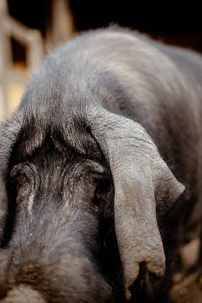 istock Black Iberian pig portrait 2206550777