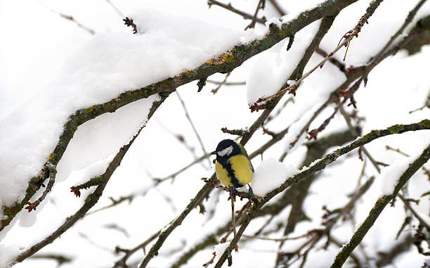 istock Great tit ( Parus major ) on sprig of tree covered snow in winter forest 2206552267