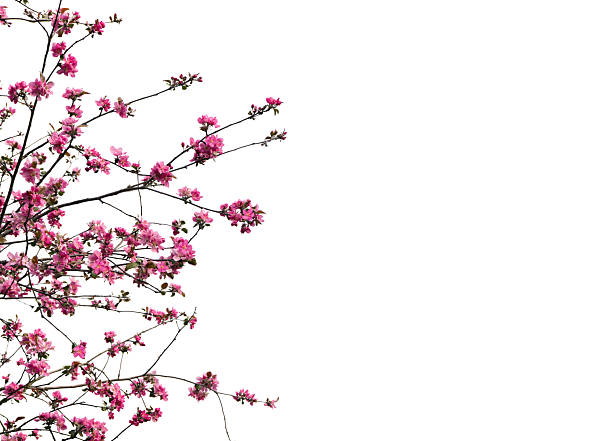 Branches apple tree with pink flowers apple tree on a white background with space for text