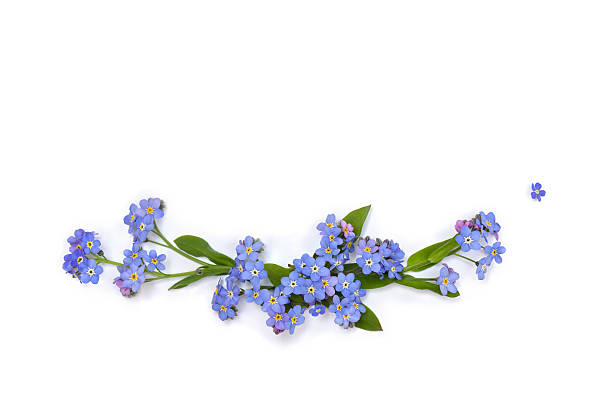 istock Beautiful blue flowers forget-me-nots ( scorpion grasses ) on a white background with space for text. Top view, flat lay 2206552331