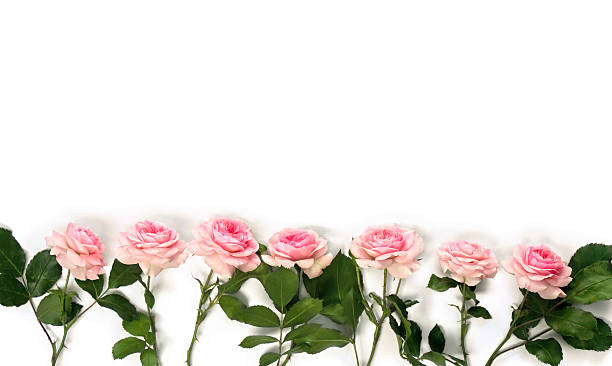 istock Flowers pink roses with leaves on a white background with space for text. Top view, flat lay 2206552354