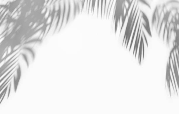 istock Shadows tropical palm leaves on a light background. Top view, flat lay. Exotic nature blur background 2206552386