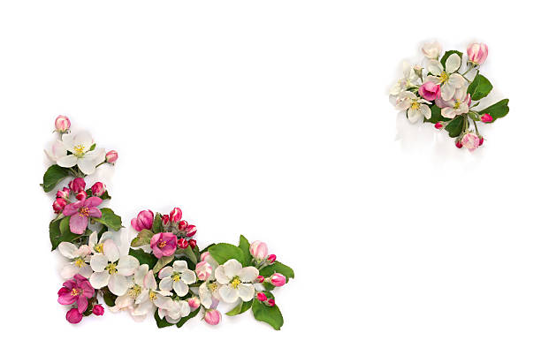 istock Frame of flowers apple tree, pink and white blossom on a white background with space for text. Top view, flat lay 2206552436