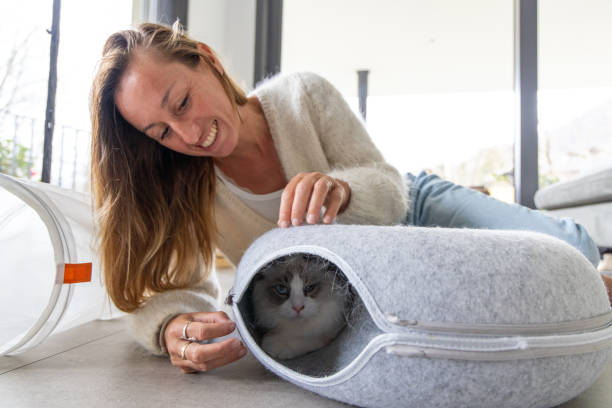 istock Cat in an animal toy at home, owner bonding 2206552442