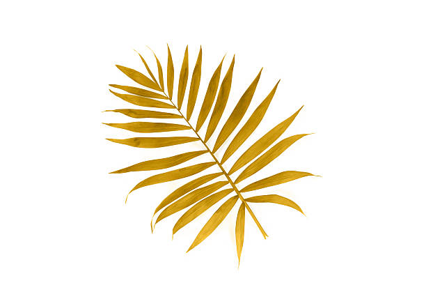istock Tropical golden leaf palm tree on white background. Top view, flat lay 2206552465