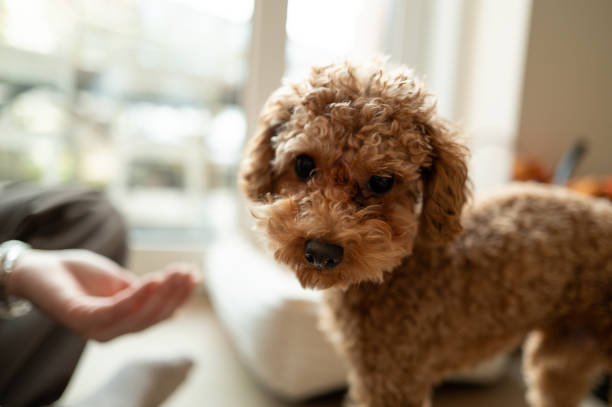 istock Adorable toy poodle standing and looking at owner's hand 2206552597
