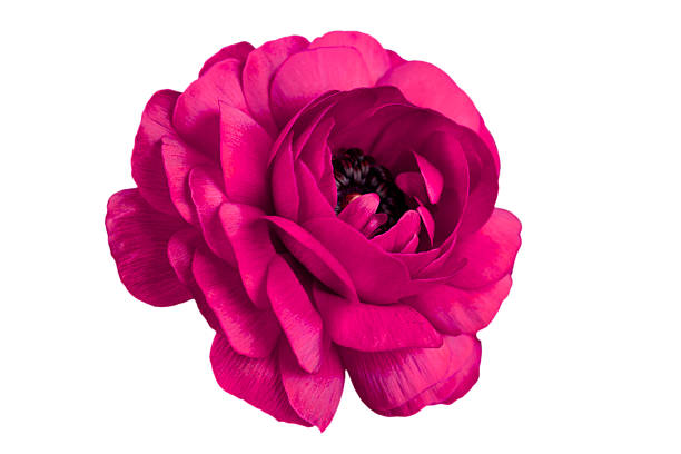 Close-up of a Ranunculus, also called Persian Buttercup