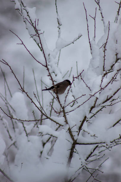 istock Bird Perched on Snow-Covered Tree Branch Against a Wintery White Background 2206553381