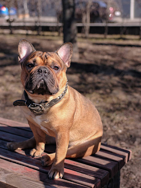 istock french bulldog sitting on park bench on sunny day looking at camera 2206553725