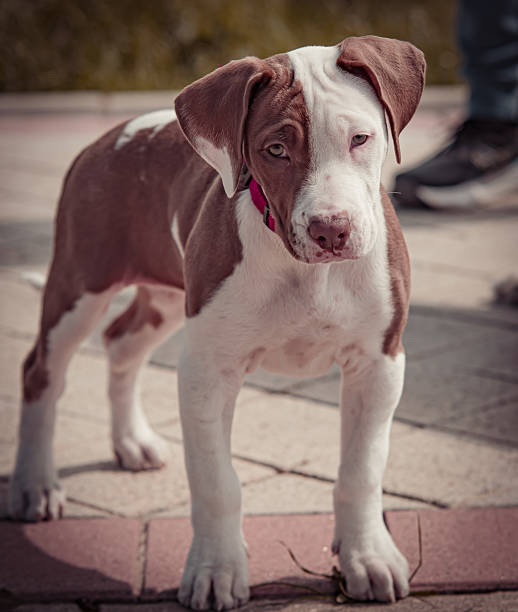 istock Curious puppy looking at camera on the street 2206554795