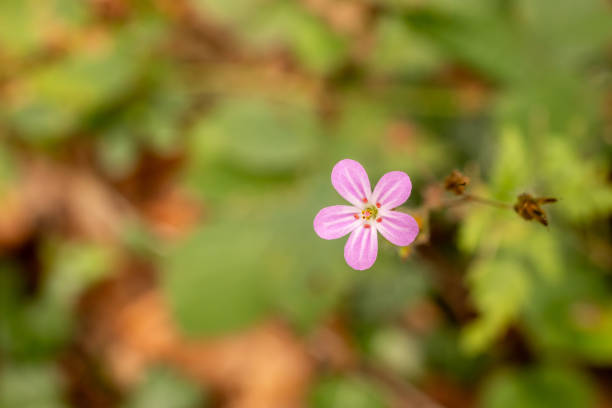 Small pink flower - Little Robin flower (Geranium purpureum)