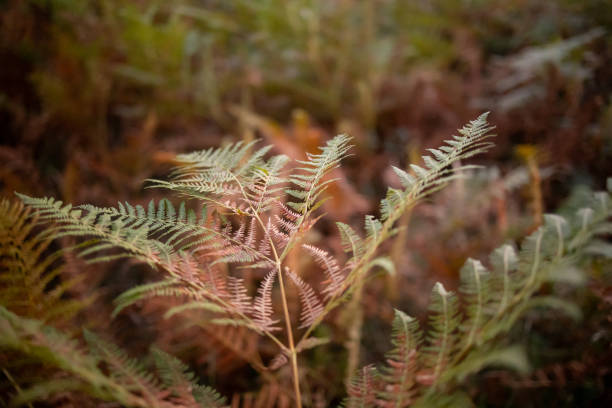 Yellow autumn fern leaves in a falling pine needles