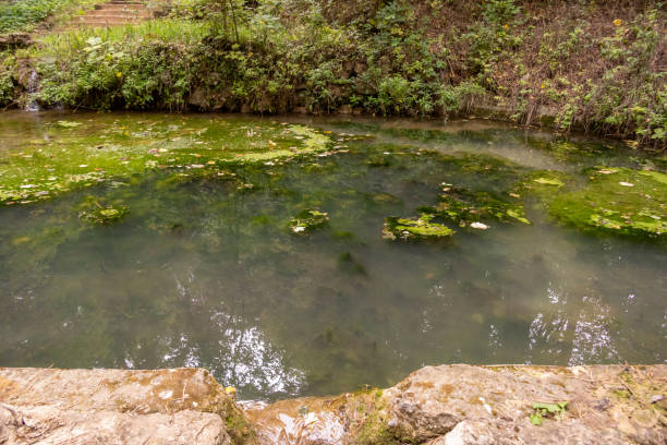 Green water lotus floating on water