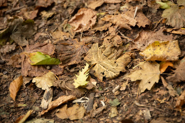 Autumn leaves fallen to the ground
