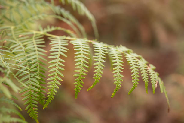 Green fern branch in nature