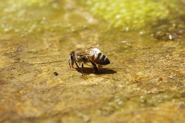 Honey bees are seen drinking from a small, calm water pool on a moss-covered stone, surrounded by the peaceful atmosphere of nature This moment captures the beauty of bees interacting with their environment, highlighting their essential need for water and the role of natural resources in sustaining life Ideal for projects about the importance of water in ecosystems and the relationship between bees and their habitat
