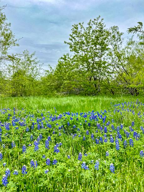 istock Field of bluebonnets 2206557862