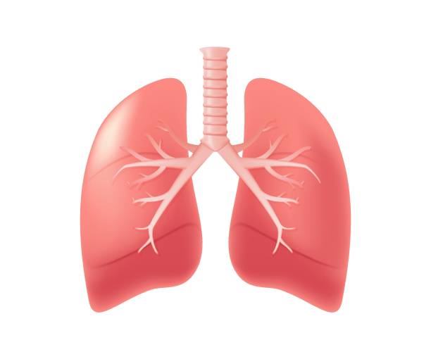 istock Human lungs 3D illustration. Internal organs isolated medical concept, healthcare, healthy lifestyle. Medical illustration. Vector on white background 2206559111